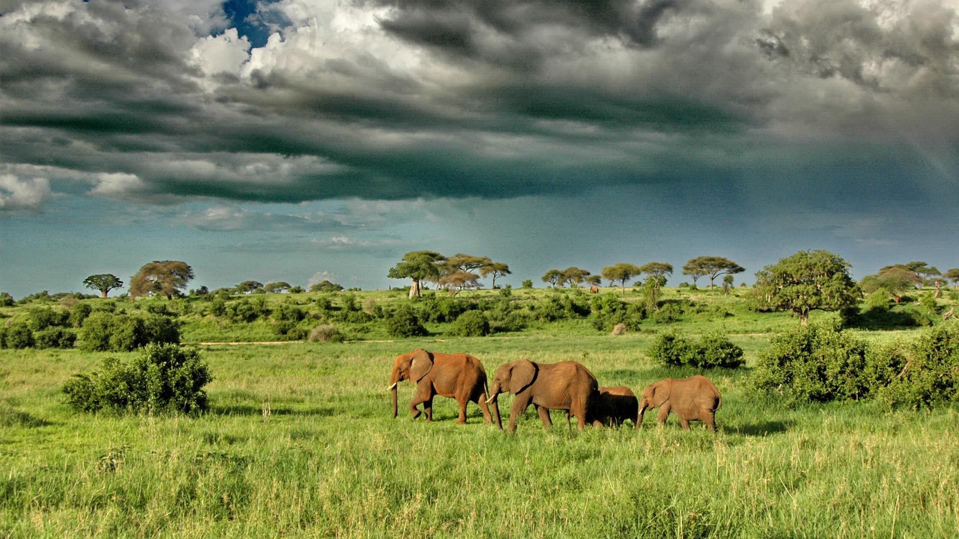 Lake Manyara or Tarangire National Park – Tanzania