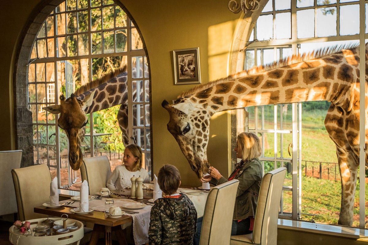 Breakfast with Giraffes & Giraffe Centre Visit