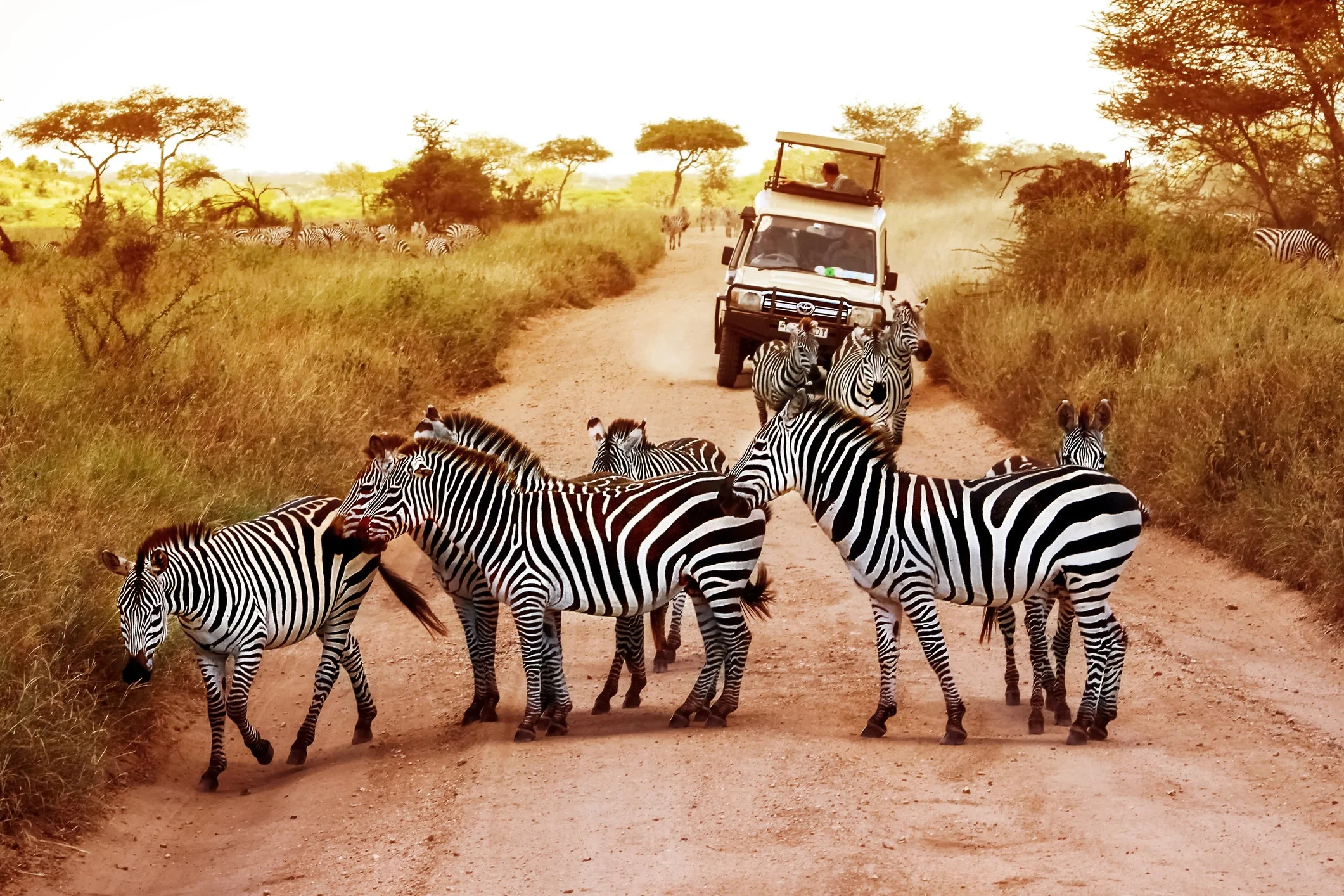Two Countries, One Epic Safari, Discover Kenya and Tanzania’s Wild Heart