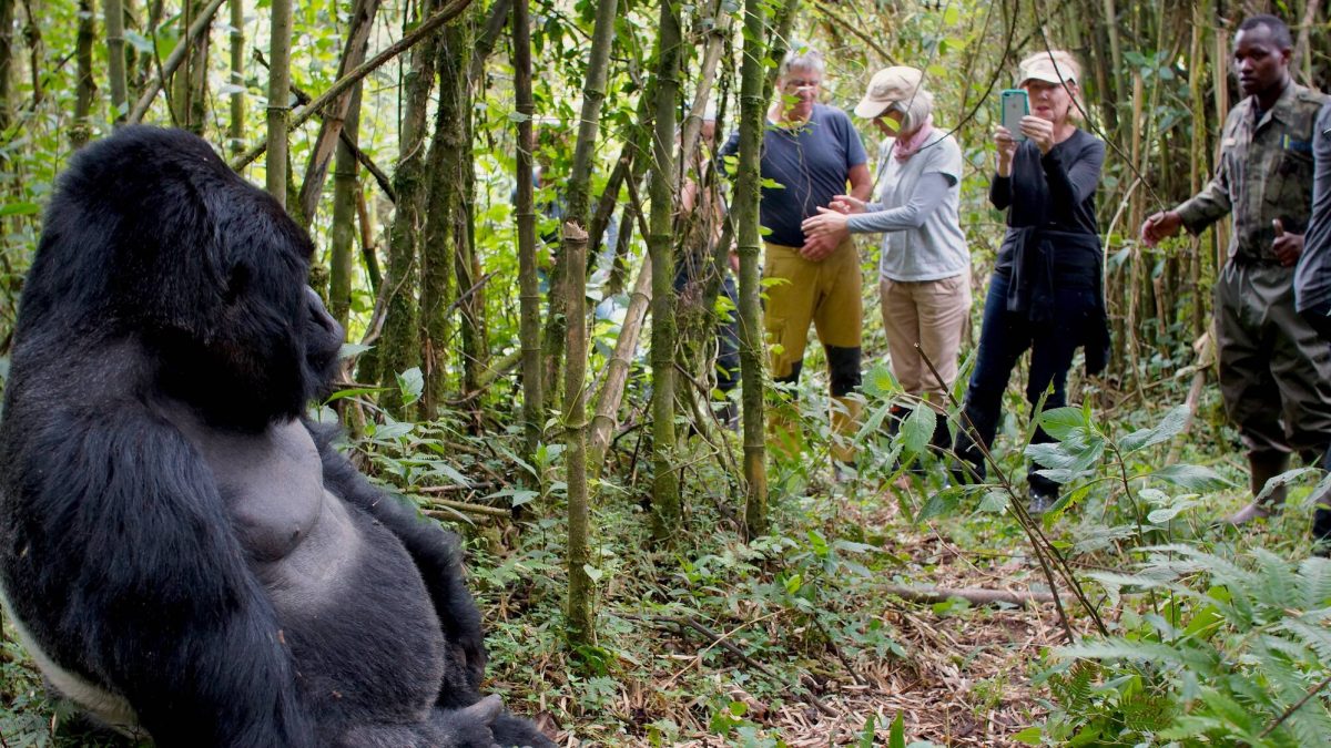 Rwanda Gorilla Trekking Stole My Heart