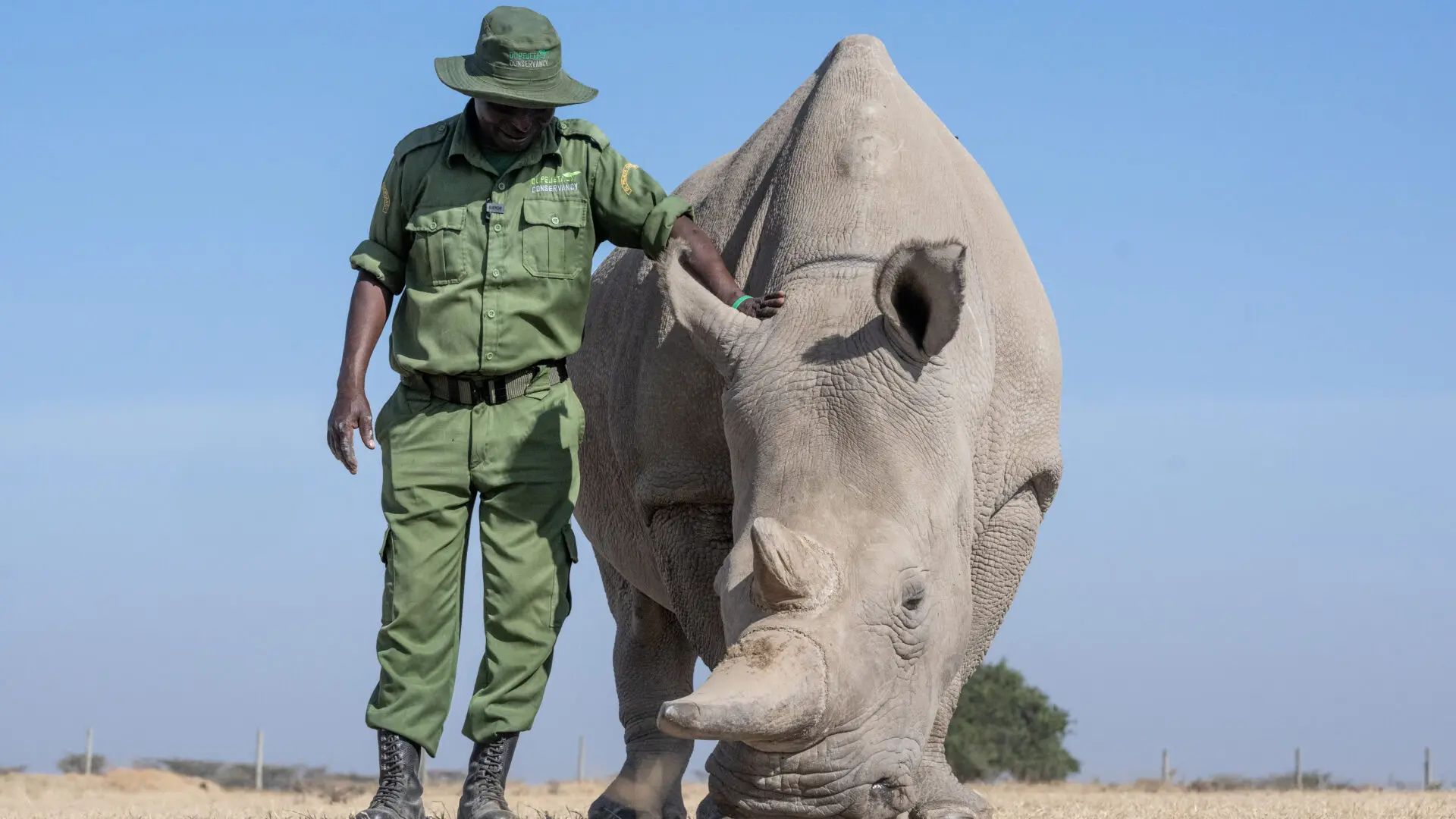 The Royal Safari and Conservation: Kenya’s Finest with Giraffe Manor