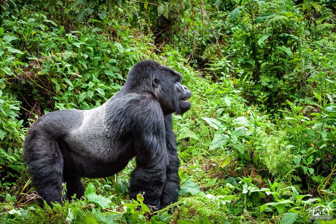 Silverback Gorilla Trekking in Rwanda