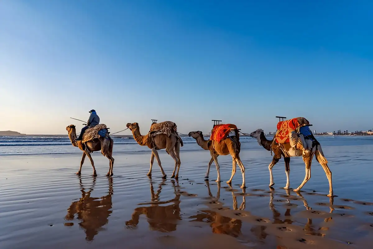 Expert Guides Making Your Moroccan Journey Effortless