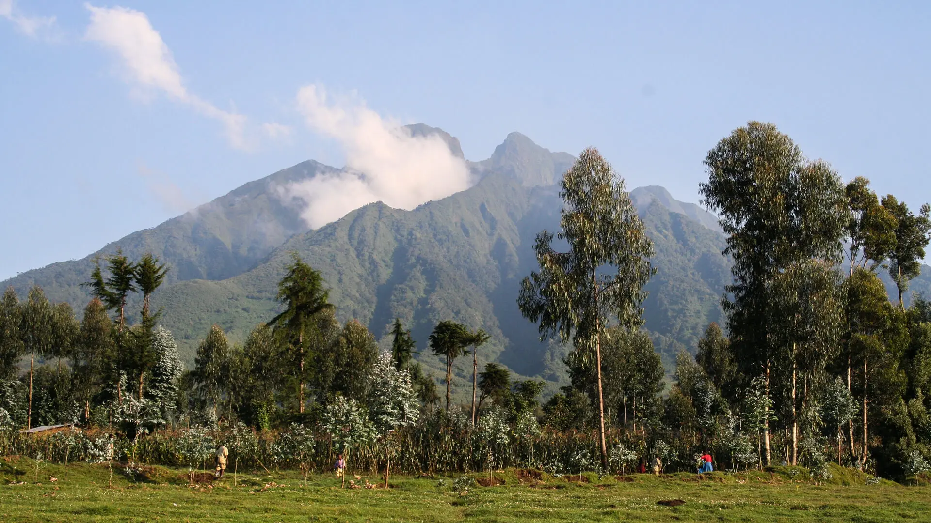 Rwanda Safaris | Gorilla Trekking