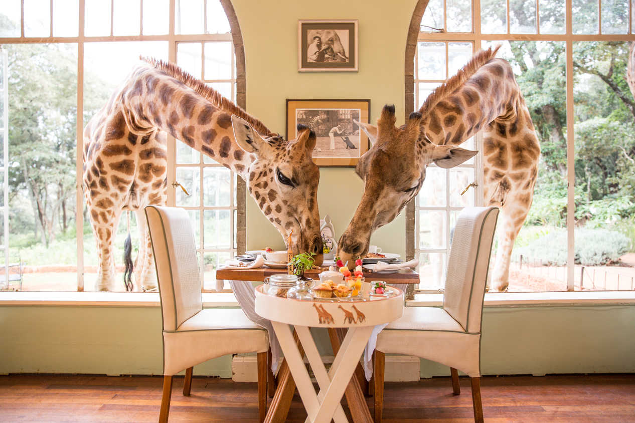 Journey Through the Giraffe Manor Travel Package with Safari
