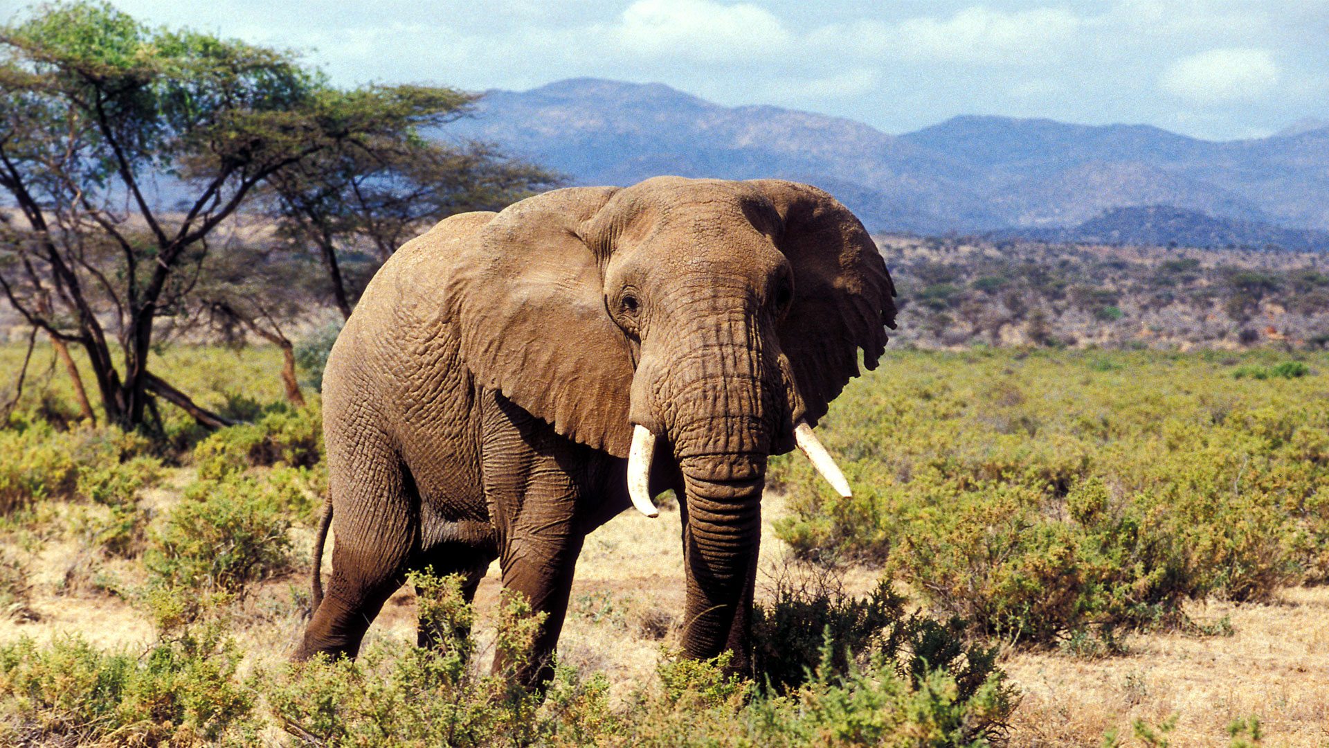 Wild Elegance: Enjoy the Journey through Kenya’s iconic Wilderness