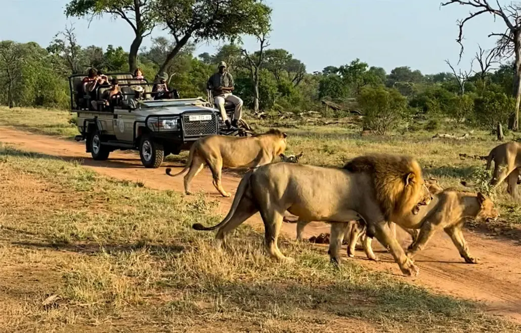 Cape Town and Kruger: Explore iconic coastlines, and wildlife encounters