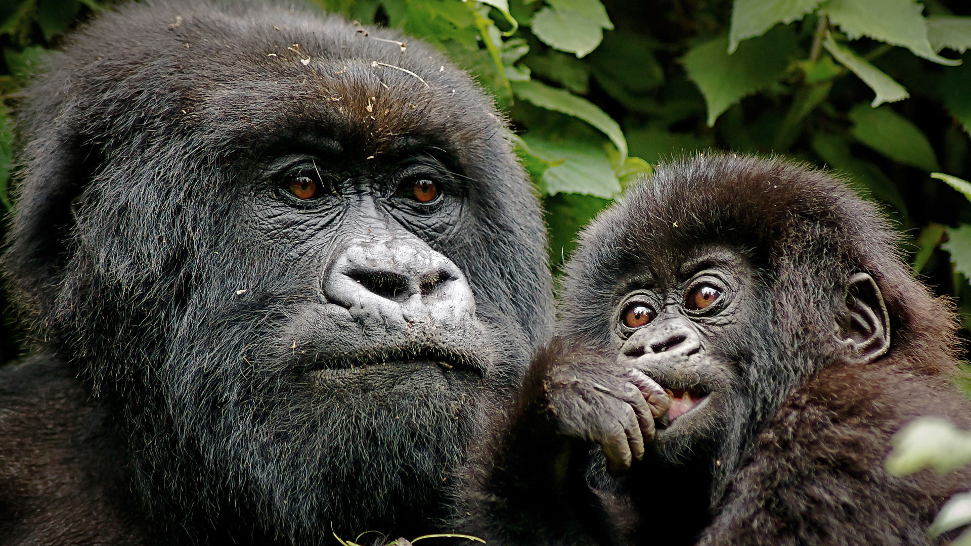 Uganda and Rwanda Gorilla Trekking Journey