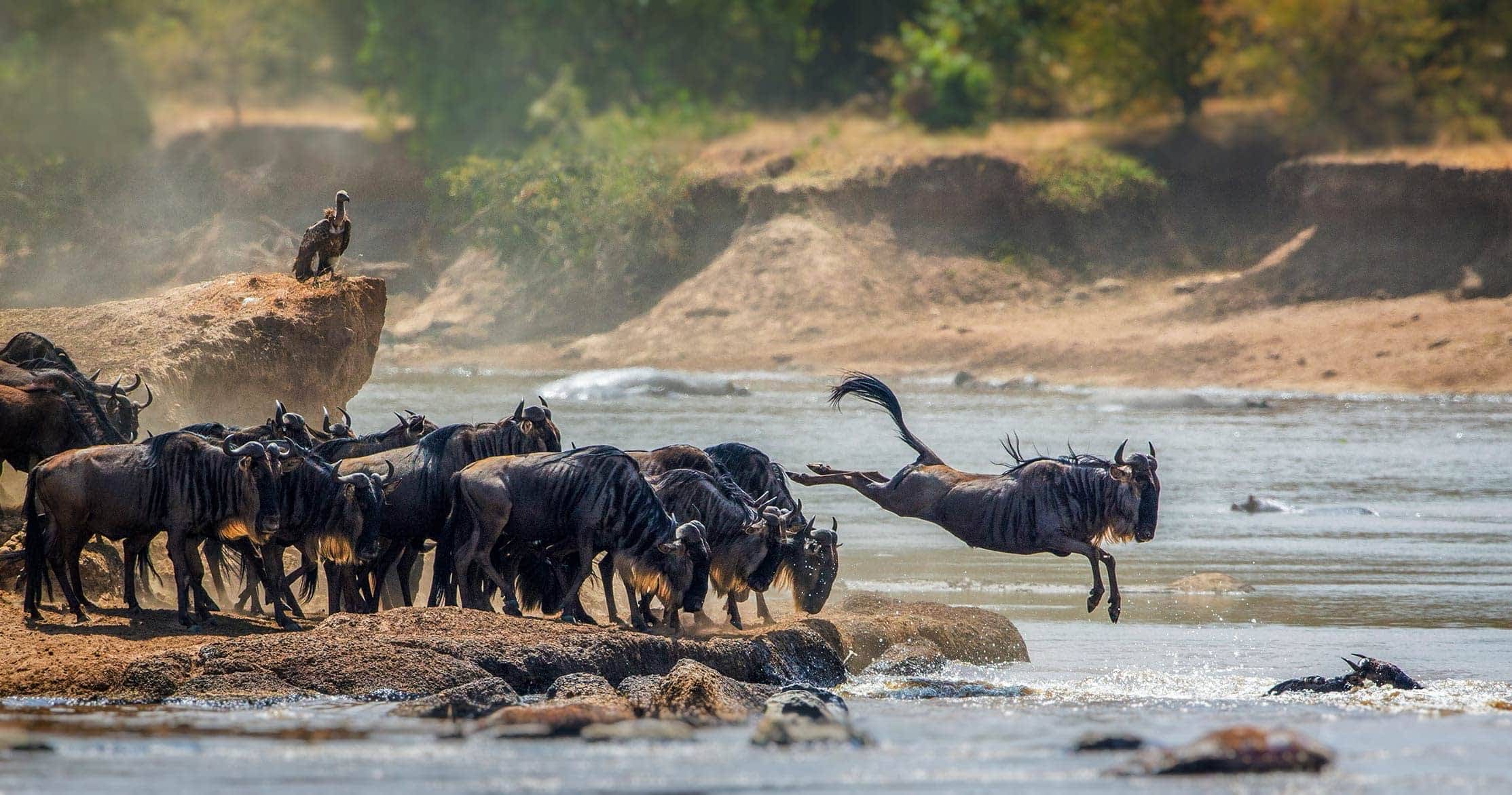 Witness the Great Migration in Tanzania