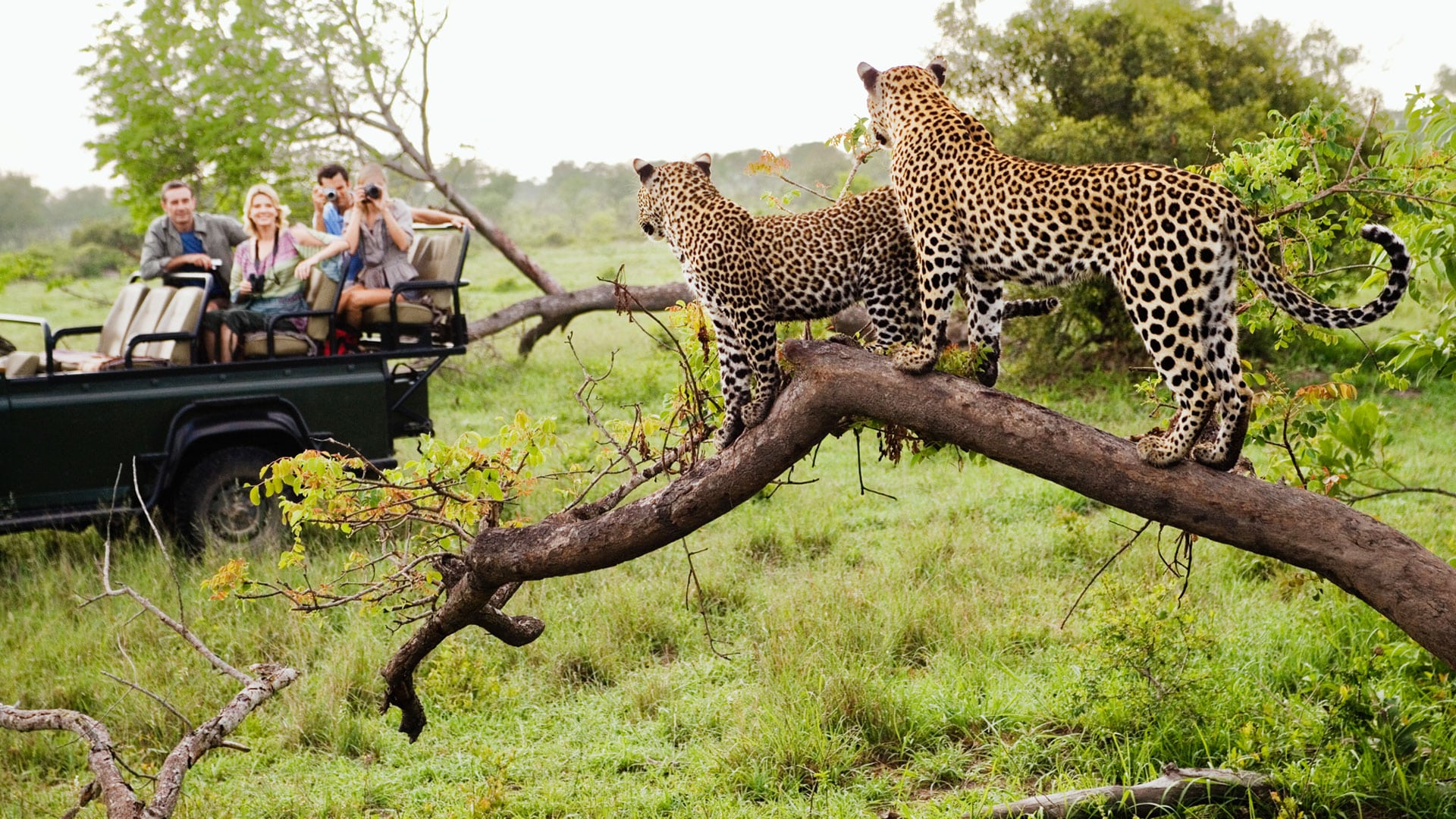 Soul of South Africa: A Journey of Taste, Culture and Safari Splendor