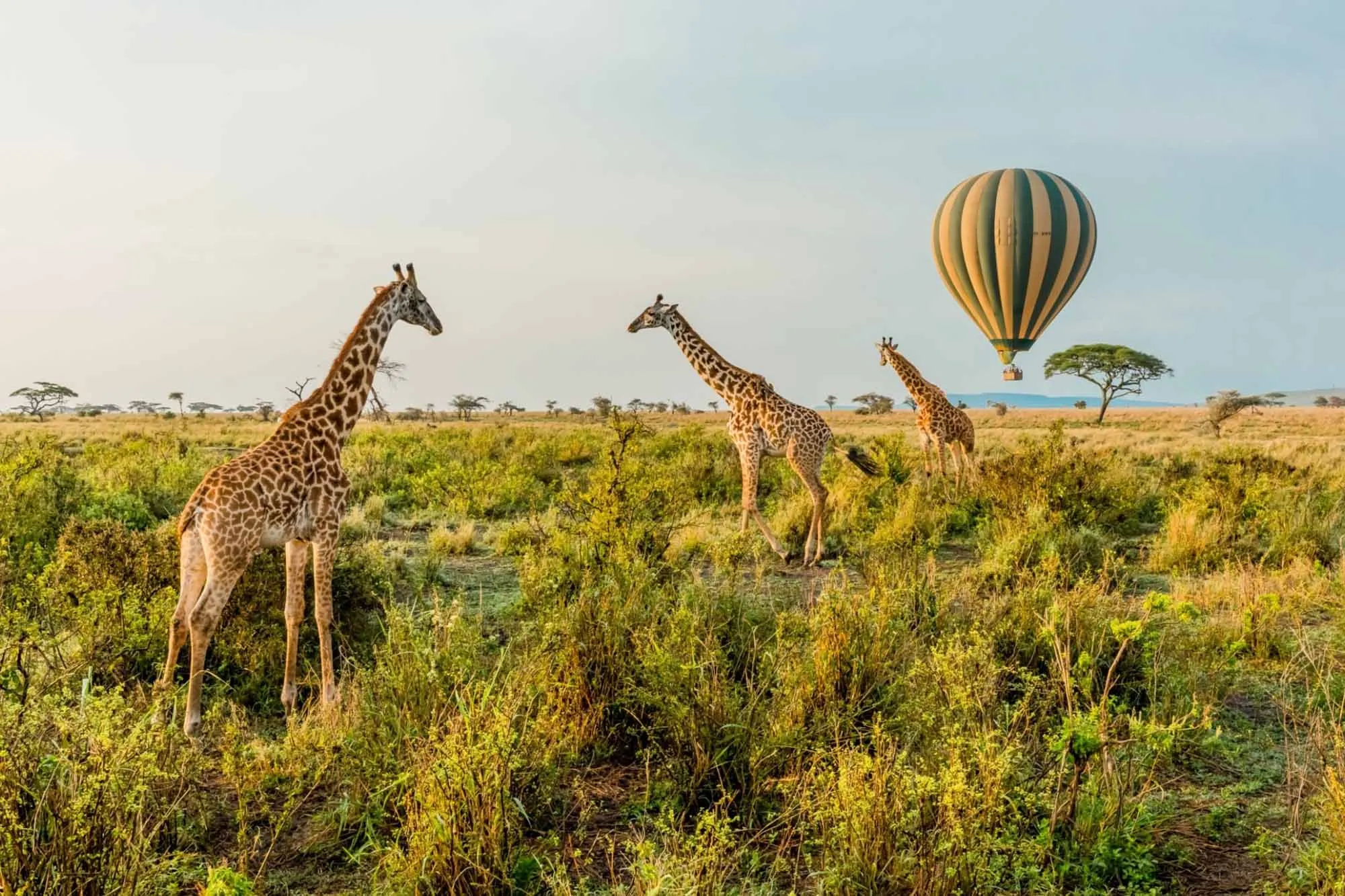 Best African Safaris Packages